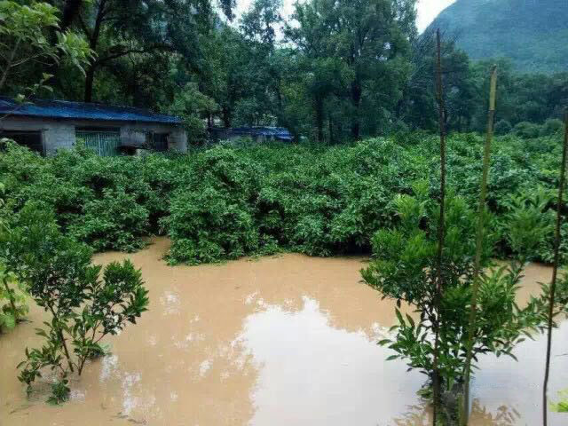 水災(zāi)后柑橘樹如何護(hù)理？